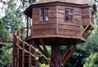 What is the best Tree for Building a Tree House?